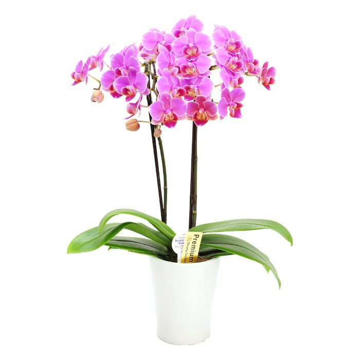 『椎名洋ラン園の選べるミディ胡蝶蘭』鉢植え