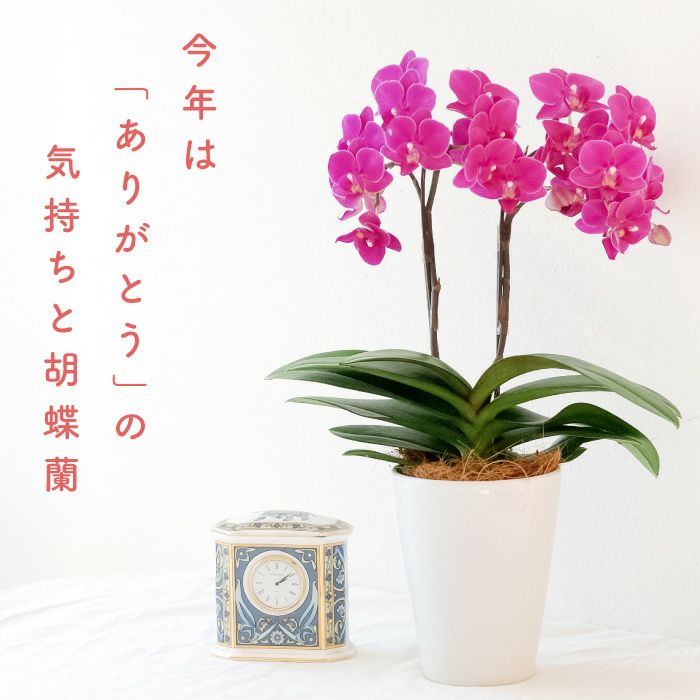 『椎名洋ラン園の選べるミディ胡蝶蘭』鉢植え