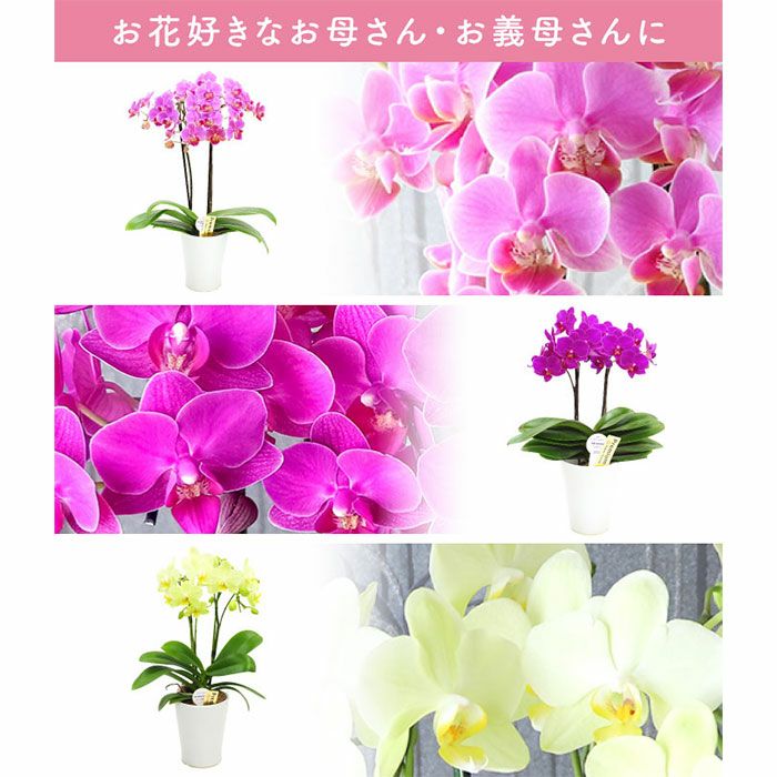『椎名洋ラン園の選べるミディ胡蝶蘭』鉢植え