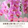 『椎名洋ラン園の選べるミディ胡蝶蘭』鉢植え