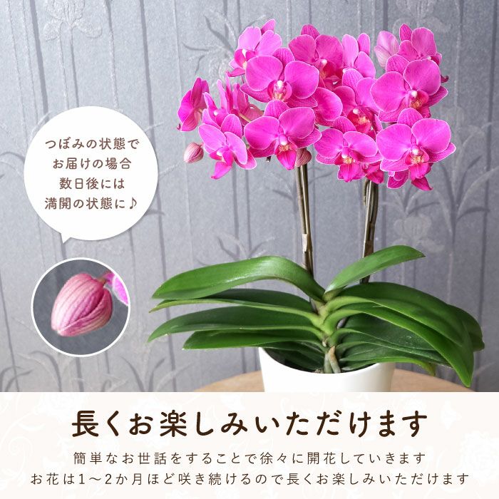 『椎名洋ラン園の選べるミディ胡蝶蘭』鉢植え
