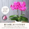 『椎名洋ラン園の選べるミディ胡蝶蘭』鉢植え