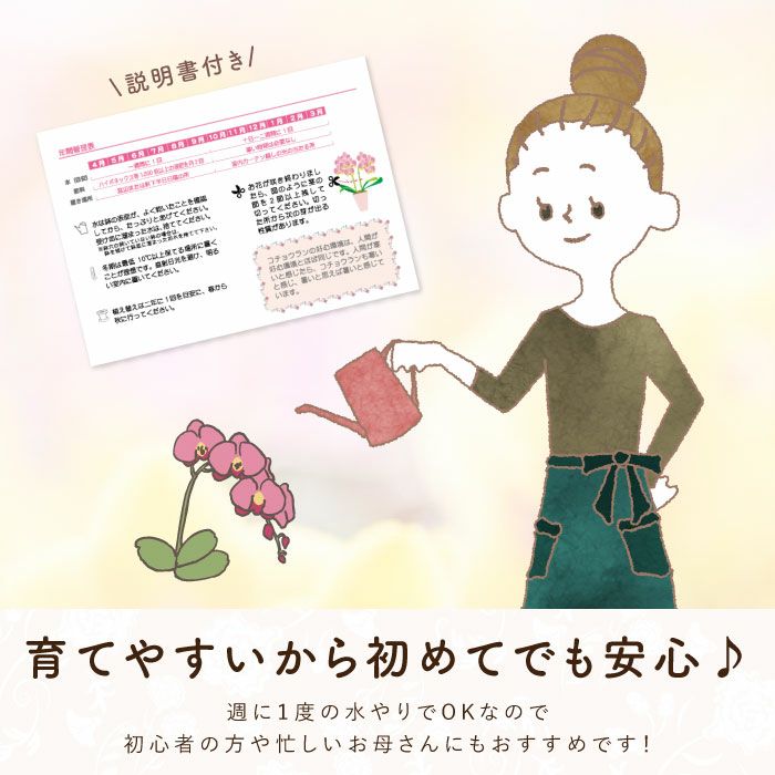 『椎名洋ラン園の選べるミディ胡蝶蘭』鉢植え