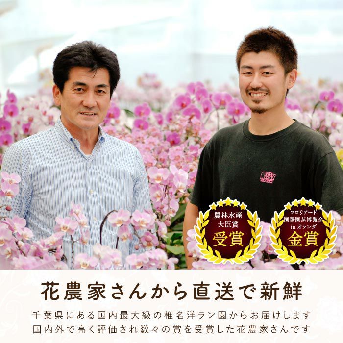 『椎名洋ラン園の選べるミディ胡蝶蘭』鉢植え