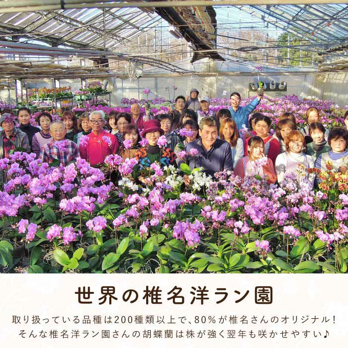 『椎名洋ラン園の選べるミディ胡蝶蘭』鉢植え