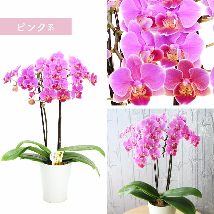 『椎名洋ラン園の選べるミディ胡蝶蘭』鉢植え