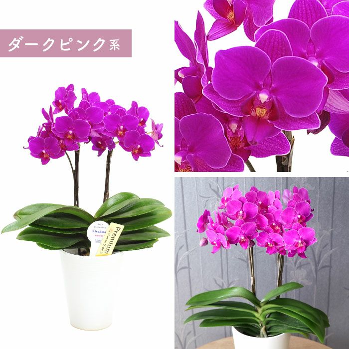 『椎名洋ラン園の選べるミディ胡蝶蘭』鉢植え