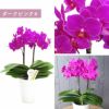 『椎名洋ラン園の選べるミディ胡蝶蘭』鉢植え