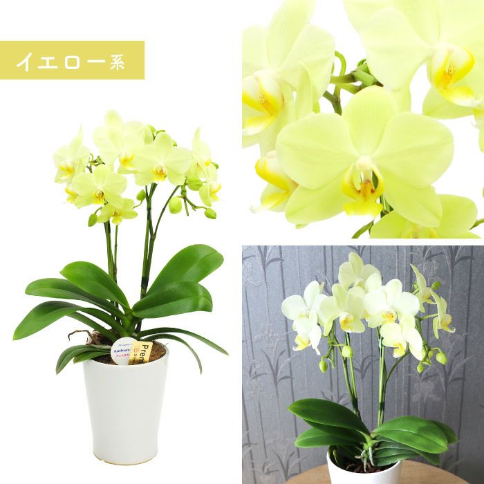 『椎名洋ラン園の選べるミディ胡蝶蘭』鉢植え