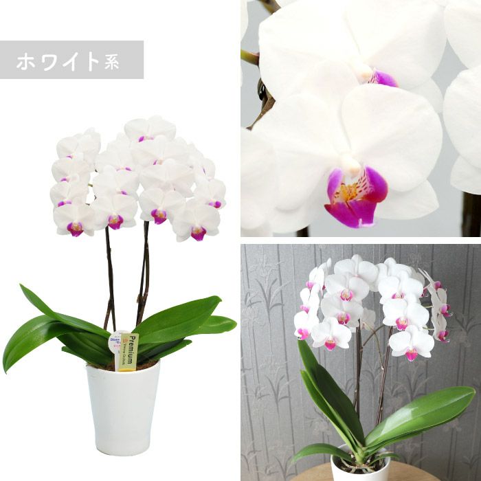 『椎名洋ラン園の選べるミディ胡蝶蘭』鉢植え