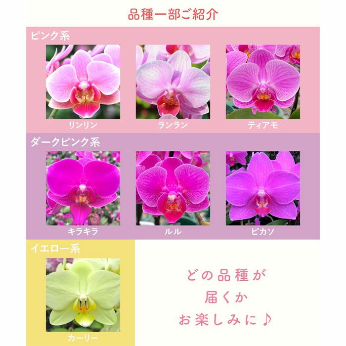 『椎名洋ラン園の選べるミディ胡蝶蘭』鉢植え