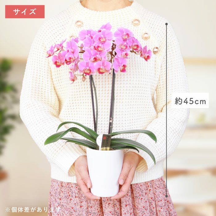 『椎名洋ラン園の選べるミディ胡蝶蘭』鉢植え