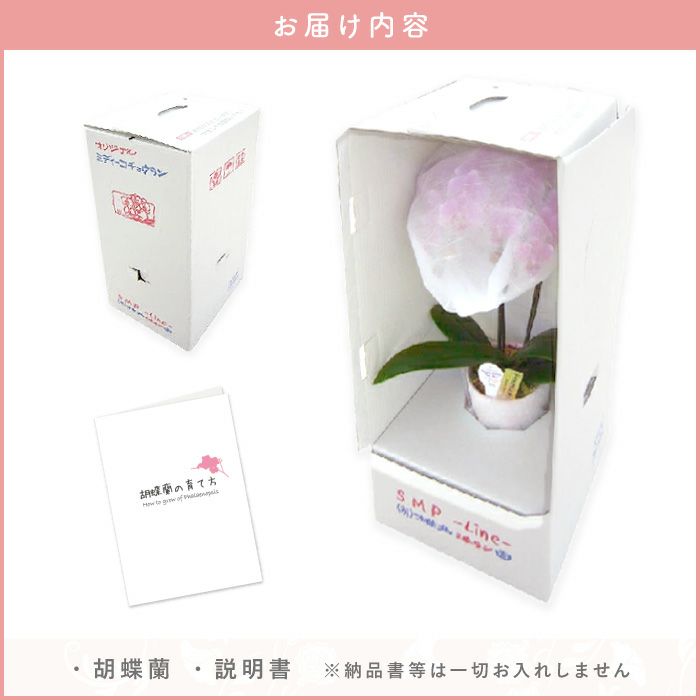 『椎名洋ラン園の選べるミディ胡蝶蘭』鉢植え