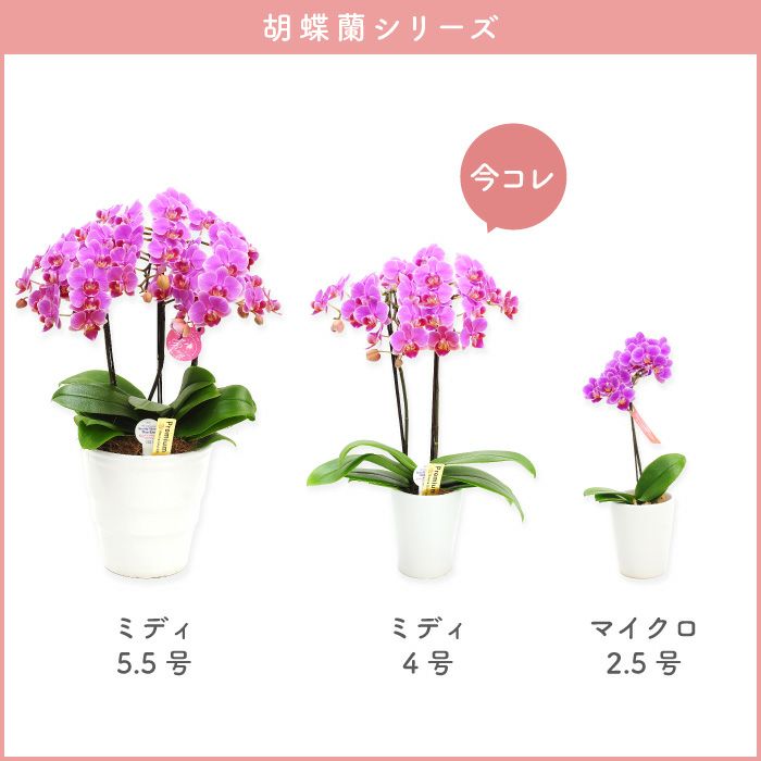 『椎名洋ラン園の選べるミディ胡蝶蘭』鉢植え