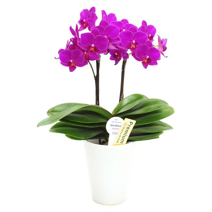 ダークピンク系