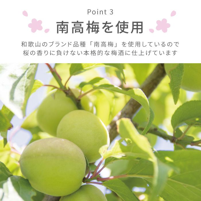 さくら梅酒（単品） 500ml
