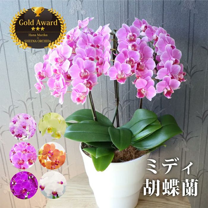椎名洋ラン園の選べるミディ胡蝶蘭5.5号