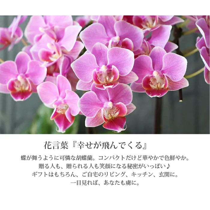 椎名洋ラン園の選べるミディ胡蝶蘭5.5号