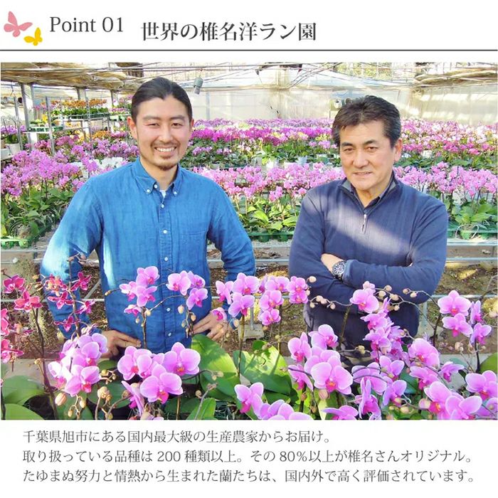 椎名洋ラン園の選べるミディ胡蝶蘭5.5号