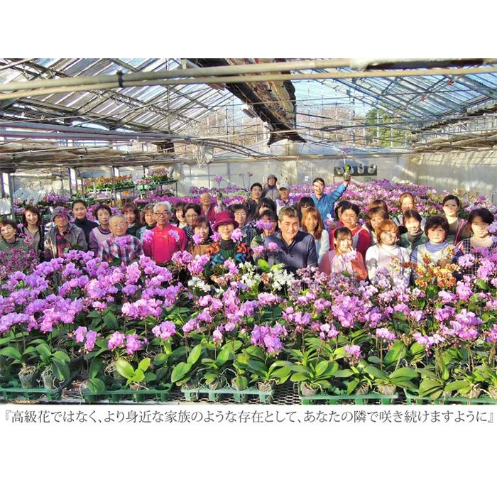 椎名洋ラン園の選べるミディ胡蝶蘭5.5号