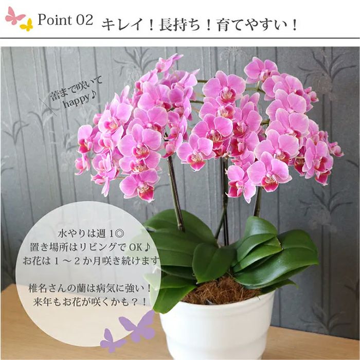 椎名洋ラン園の選べるミディ胡蝶蘭5.5号