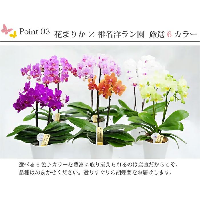 椎名洋ラン園の選べるミディ胡蝶蘭5.5号