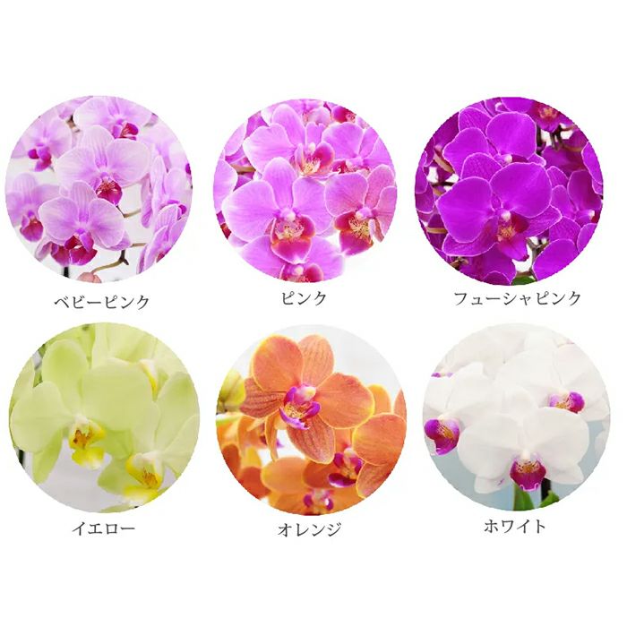 椎名洋ラン園の選べるミディ胡蝶蘭5.5号