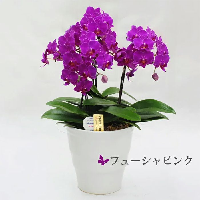 フューシャピンク