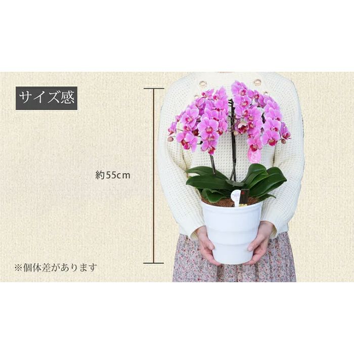 椎名洋ラン園の選べるミディ胡蝶蘭5.5号