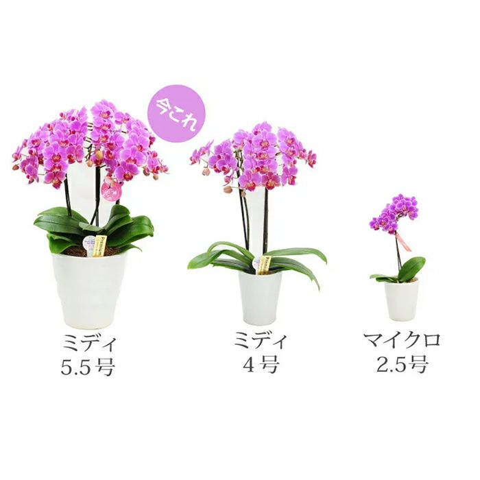 椎名洋ラン園の選べるミディ胡蝶蘭5.5号