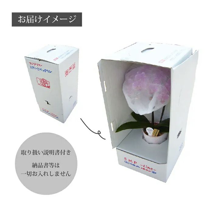 椎名洋ラン園の選べるミディ胡蝶蘭5.5号