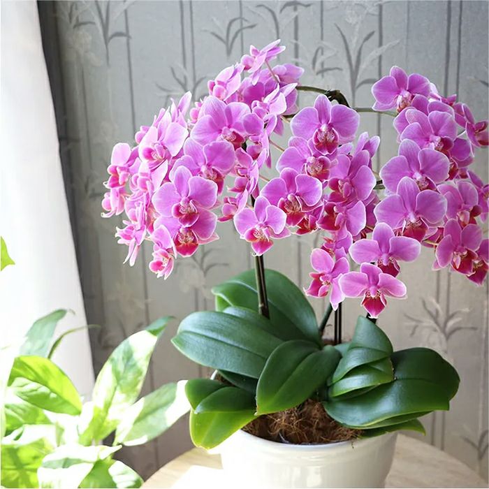 椎名洋ラン園の選べるミディ胡蝶蘭5.5号