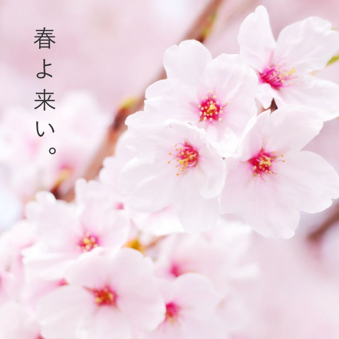 縁起 缶 S ( 紅白飴 )