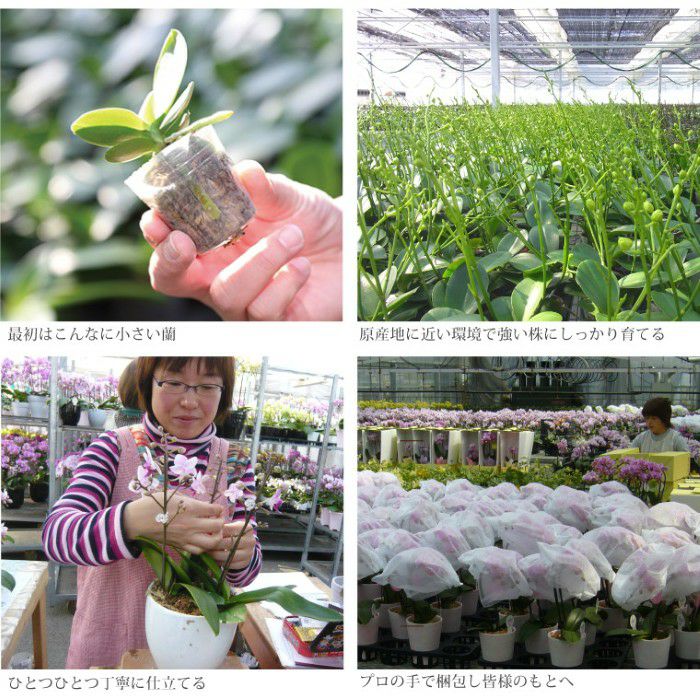 『椎名洋ラン園の選べるマイクロ胡蝶蘭』鉢植え