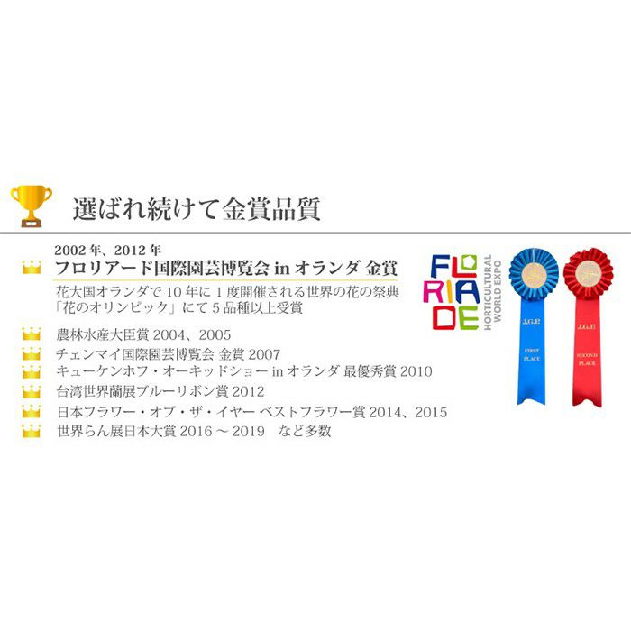 『椎名洋ラン園の選べるマイクロ胡蝶蘭』鉢植え