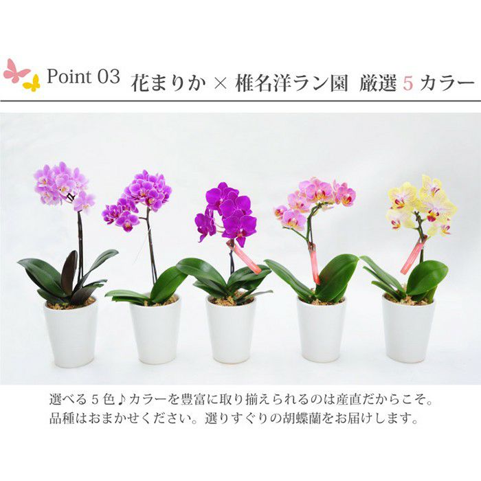 『椎名洋ラン園の選べるマイクロ胡蝶蘭』鉢植え