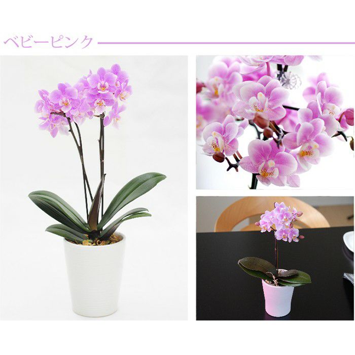 『椎名洋ラン園の選べるマイクロ胡蝶蘭』鉢植え