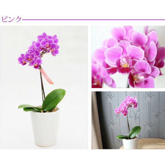 『椎名洋ラン園の選べるマイクロ胡蝶蘭』鉢植え