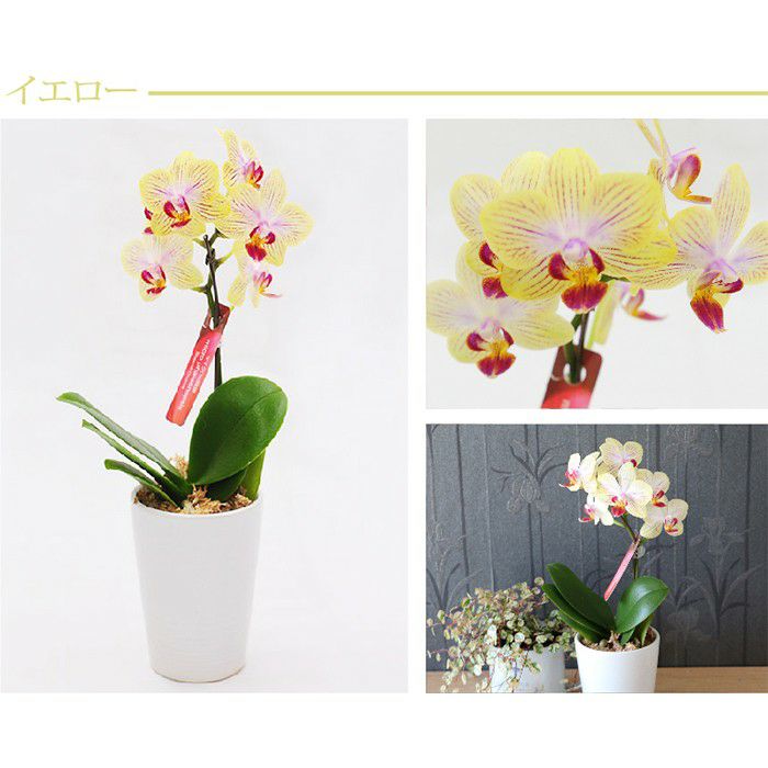 『椎名洋ラン園の選べるマイクロ胡蝶蘭』鉢植え