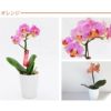 『椎名洋ラン園の選べるマイクロ胡蝶蘭』鉢植え