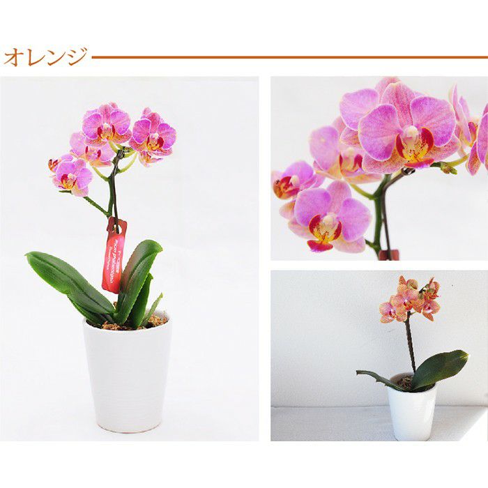 『椎名洋ラン園の選べるマイクロ胡蝶蘭』鉢植え