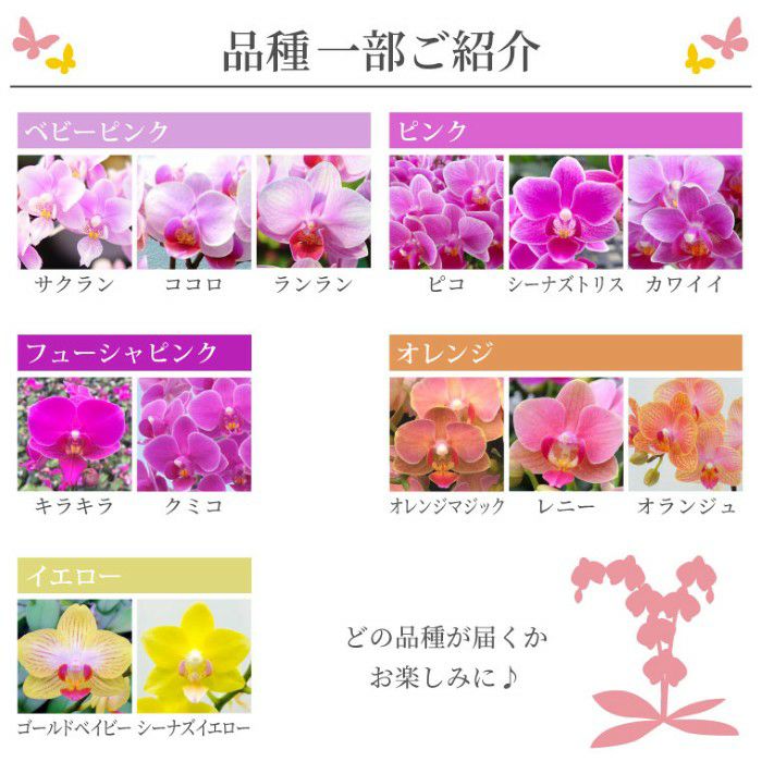 『椎名洋ラン園の選べるマイクロ胡蝶蘭』鉢植え