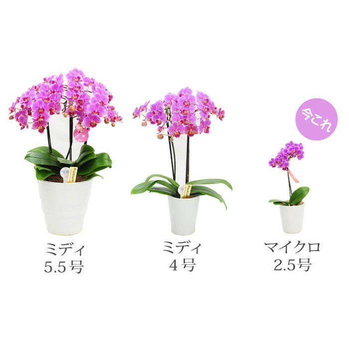 『椎名洋ラン園の選べるマイクロ胡蝶蘭』鉢植え