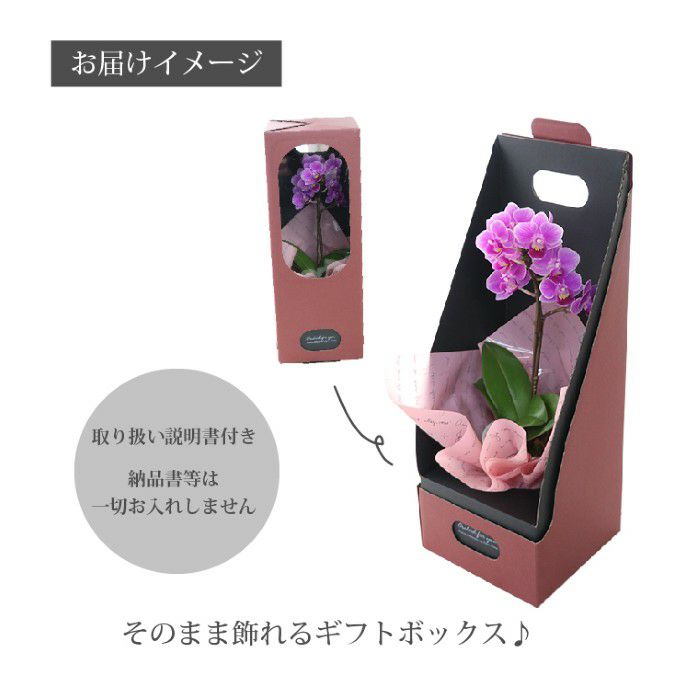 『椎名洋ラン園の選べるマイクロ胡蝶蘭』鉢植え