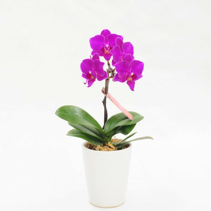 フーシャピンク